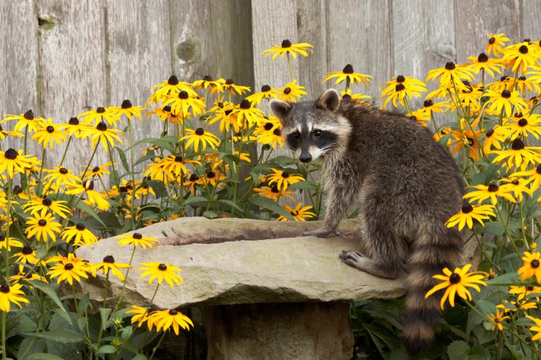 raccoon sips water from a sandstone bird bath. birdbath is surrounded by black eyed susans. raccoon's eyes focus back at photogragher as water drips from its mouth, When To Cut Back Black Eyed Susans?