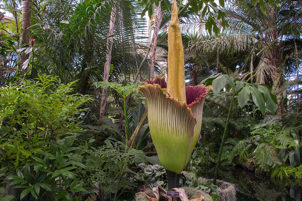 Rare Amorphophallus titanum, commonly known as the corpse flower