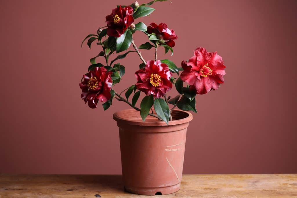 Red and white mixed color camellia in flowerpot