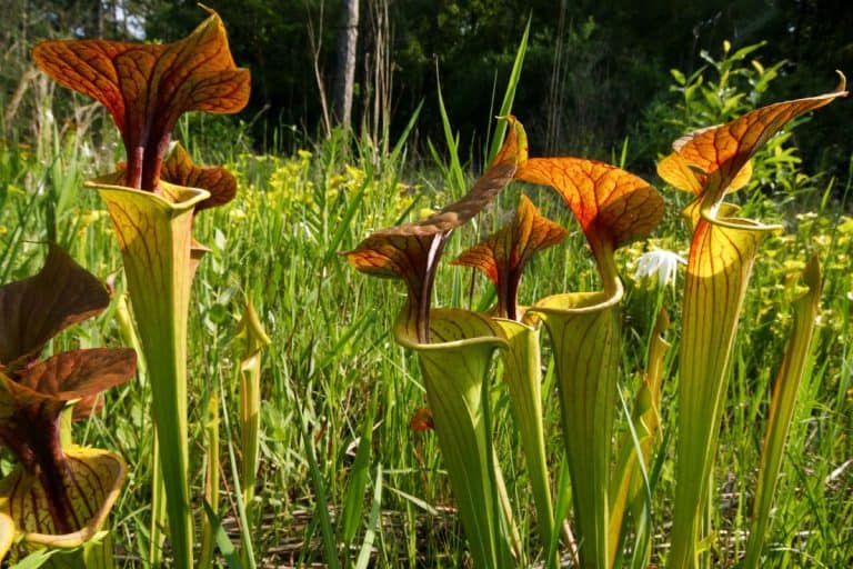 Red veined pitchers of Sarracenia flava var. cuprea, the yellow pitcher plant with red lid. - A Garden of Oddities: 6 Uncommon Flora to Fascinate