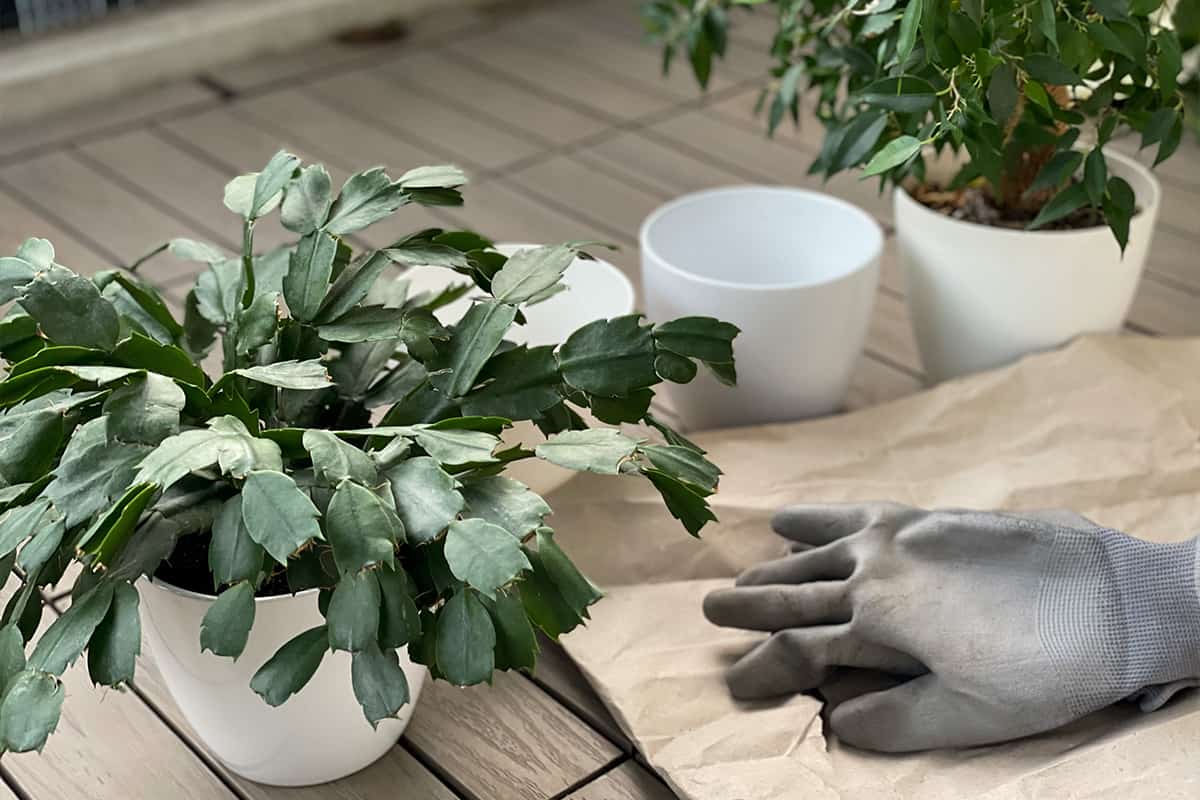 Repot of decorative houseplants Christmas cactus in white flowers pots