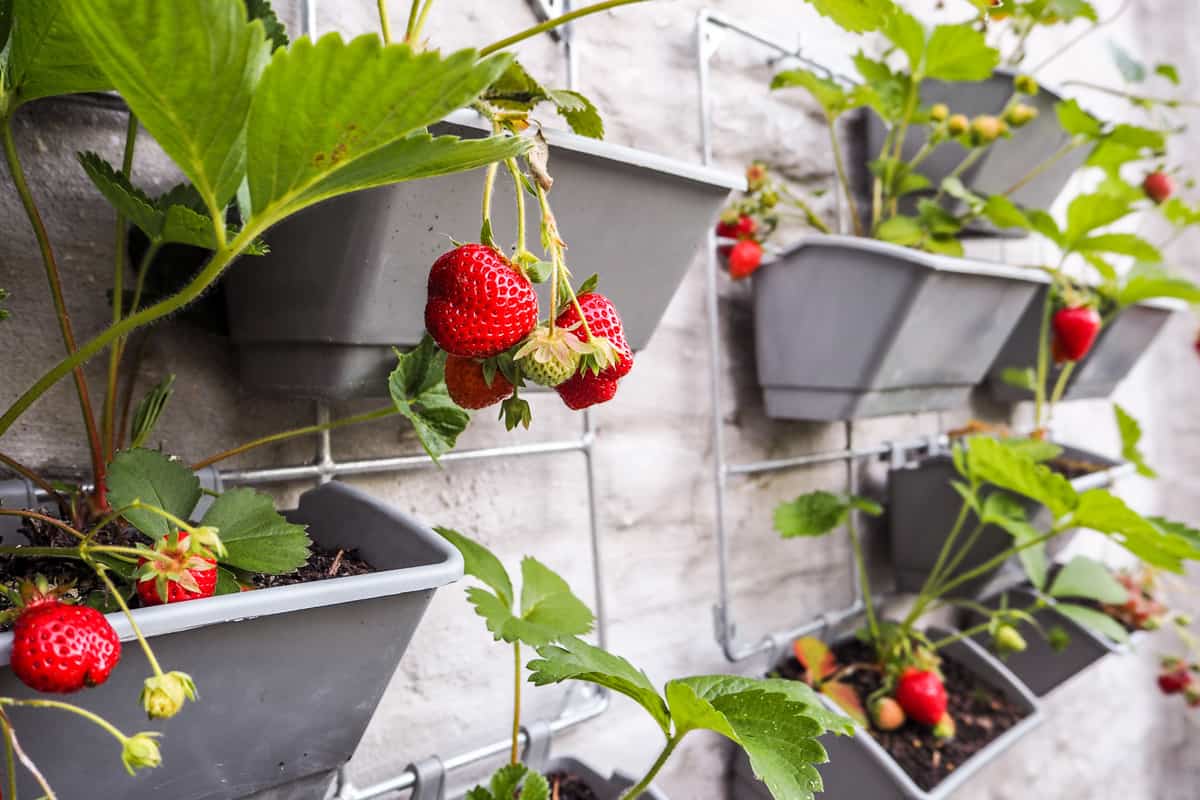 Ripe and unripe strawberries hanging from rows of strawberry plants in a vertical