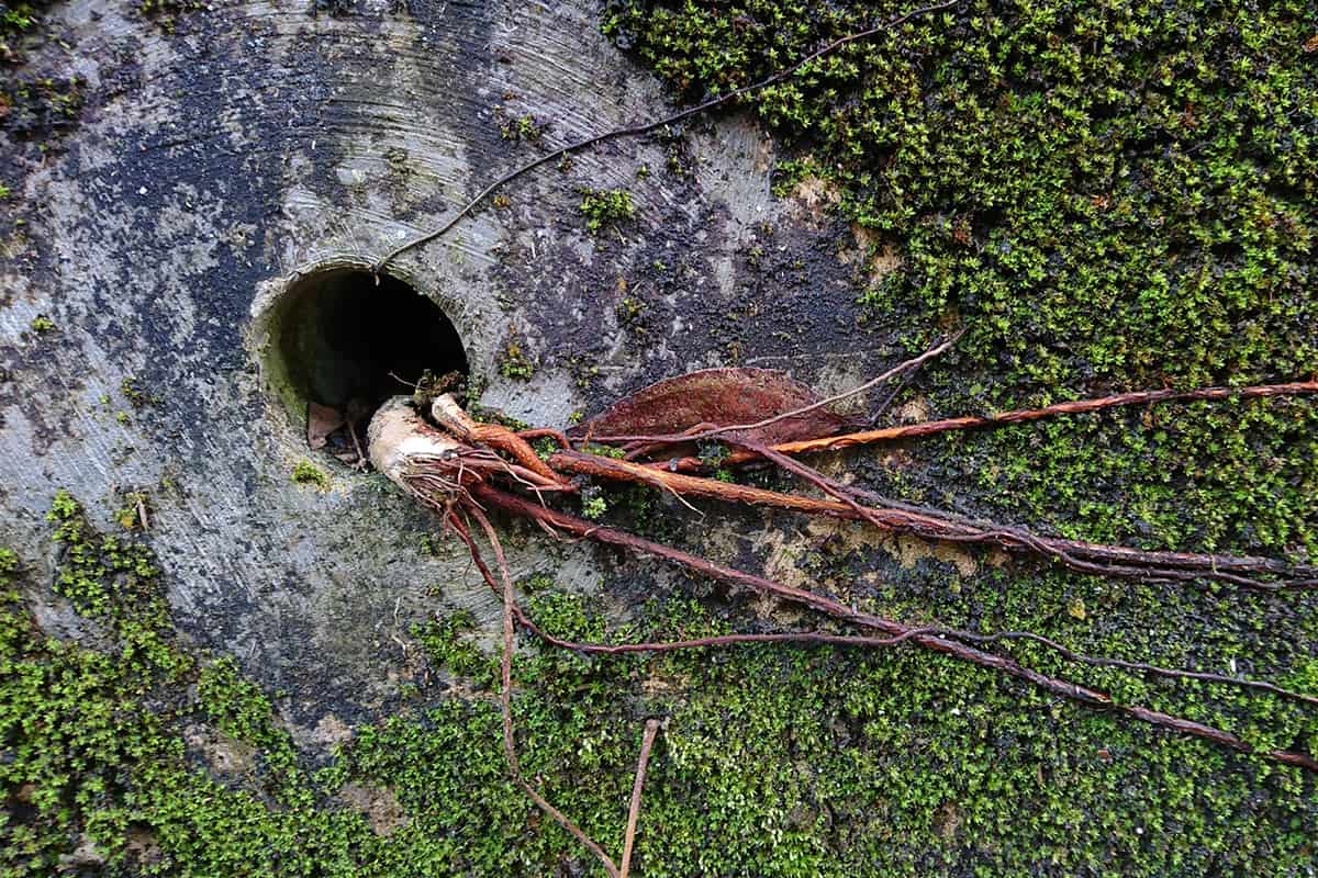 Roots of a Ficus tree intrudes the opening of a drainage pipe channel