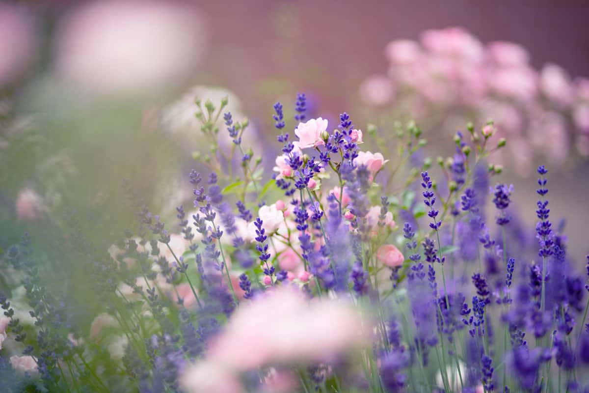 Roses and lavender on the field