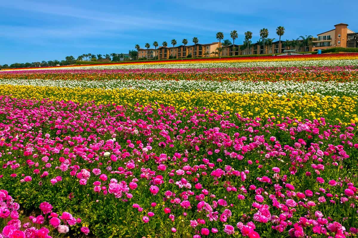 Rows of colorful flowers grow in Carlsbad, California