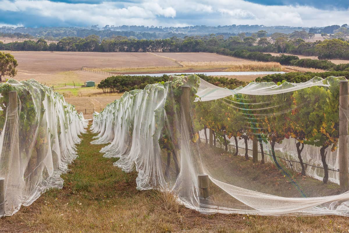 Rows of grape vines protected with bird netting with beautiful countryside