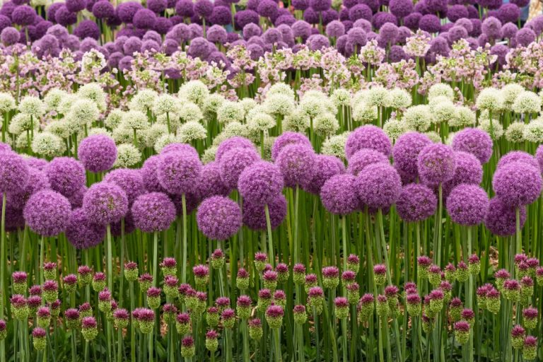 Rows of purple and white allium blooms in flower, When & Where To Plant Allium Bulbs? [By Zone]