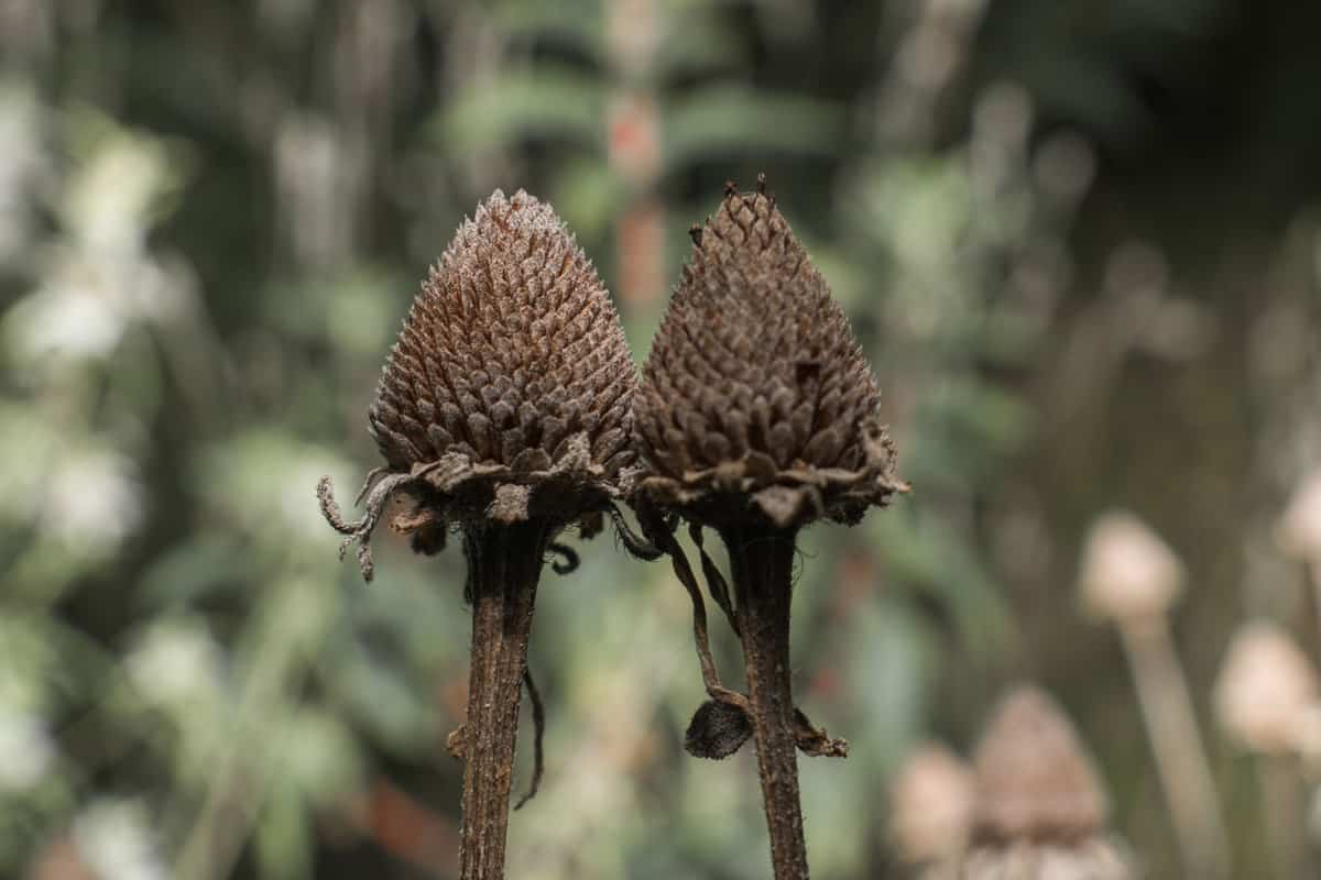 Rudbeckia hirta, common name black eyed Susan, cone flower brown seed heads