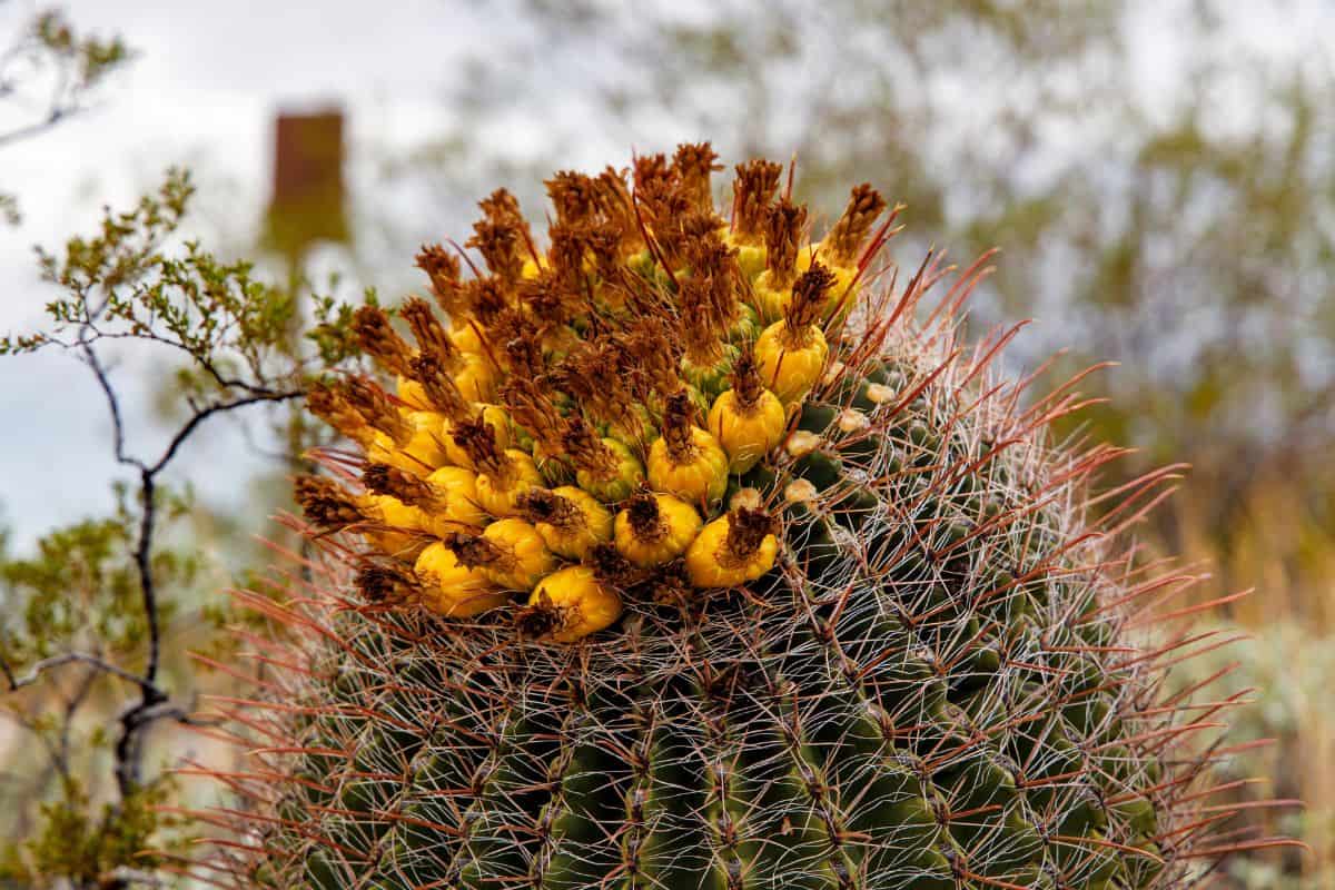 Saguaro National Park. American national park located near Tucson, in Pima County, southern Arizona