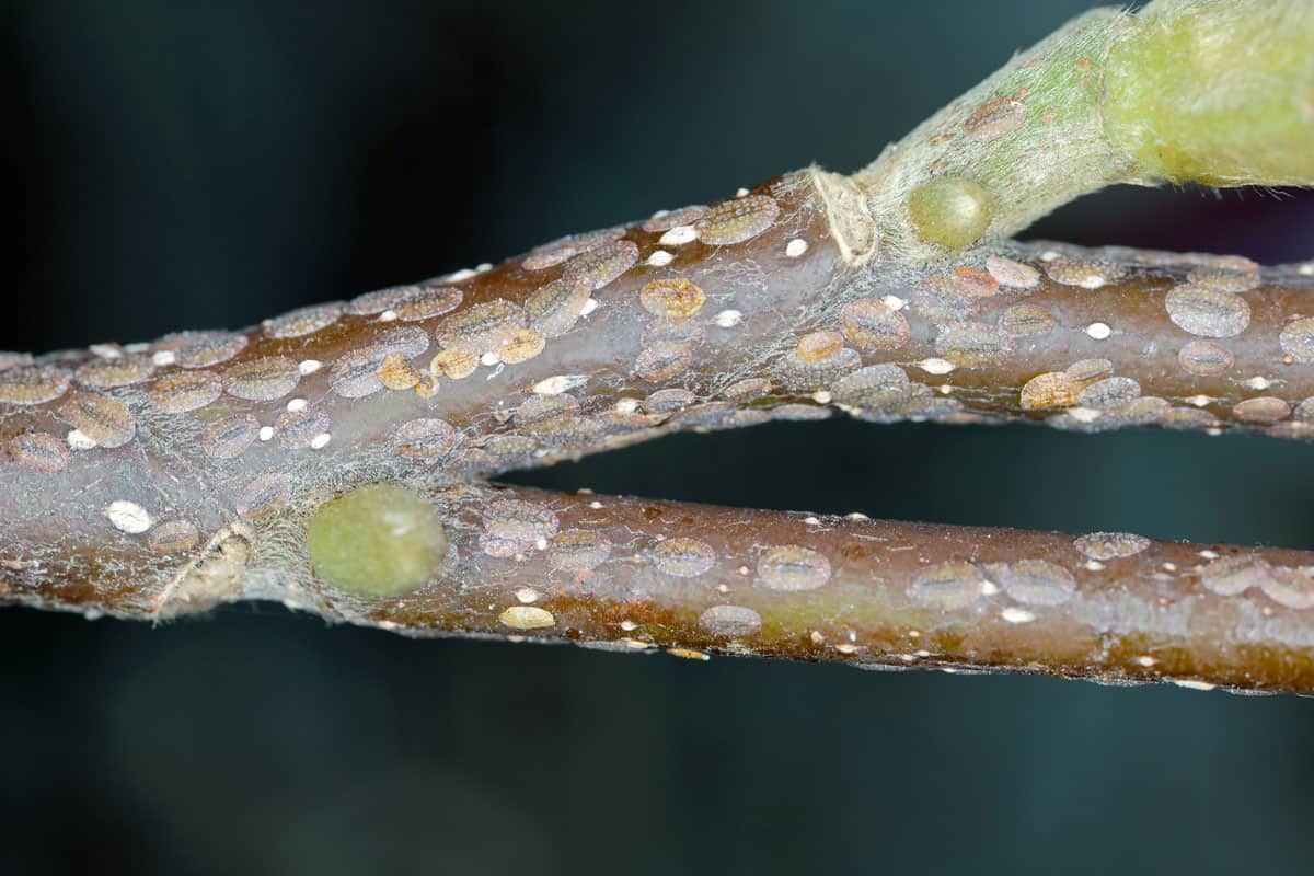 Scale insects (Coccidae) on a magnolia in the garden