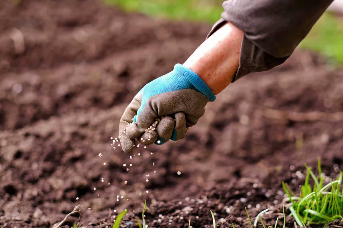 Senior woman applying fertilizer plant food to soil for vegetable and flower garden