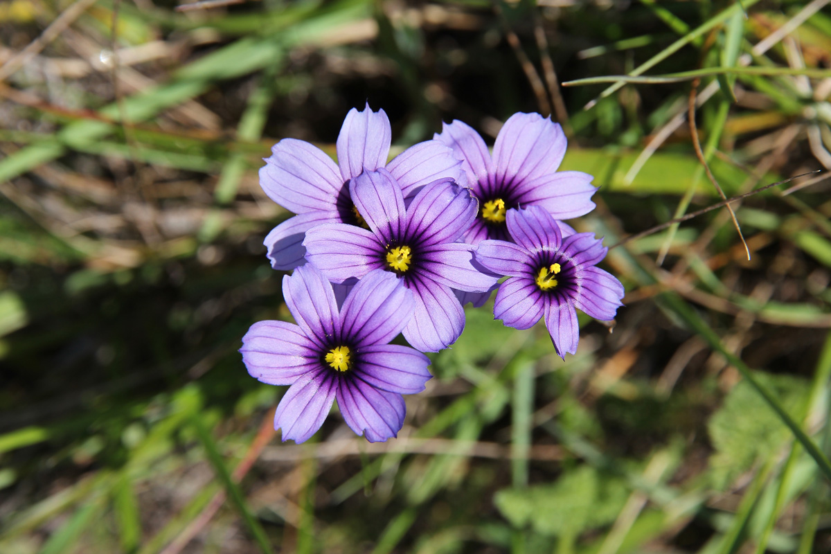 Sisyrinchium bellum (western blue-eyed grass, Californian blue-eyed grass) - common wild plant in California.
