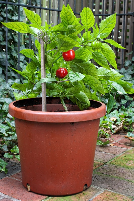 Small, red, hot pepper plant