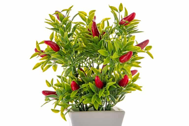 Small decorative chilli pepper plant in a ceramic vase isolated on white background., Are Peppers Self-Pollinating?