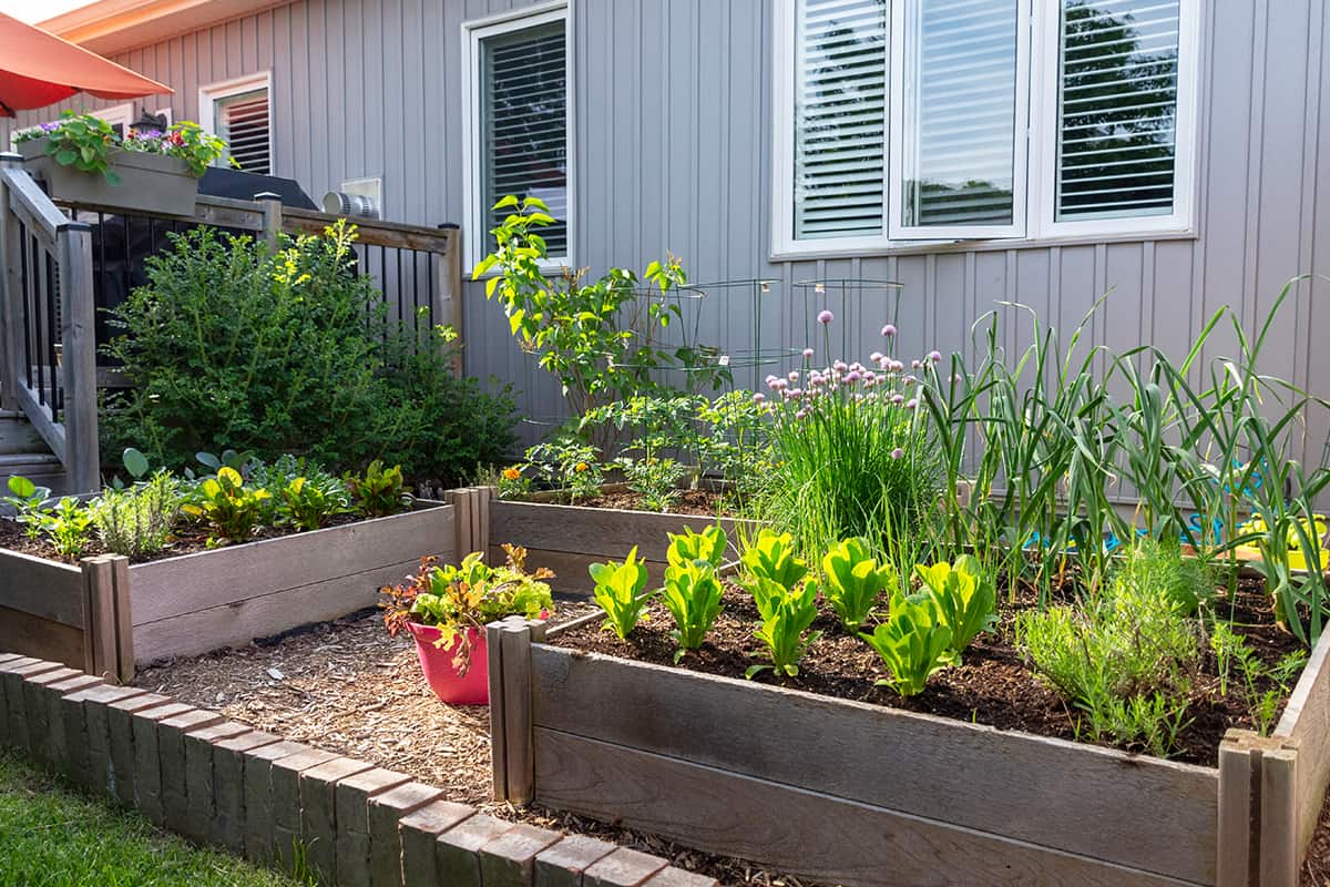 Small urban backyard garden contains square raised planting beds for growing vegetables and herbs