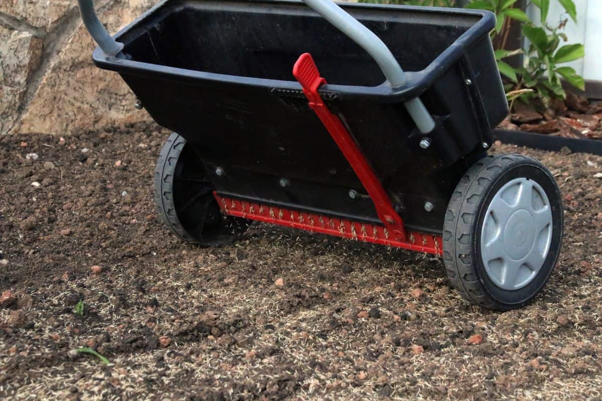Sowing lawn grass seeds with a drop lawn spreader in the summer garden