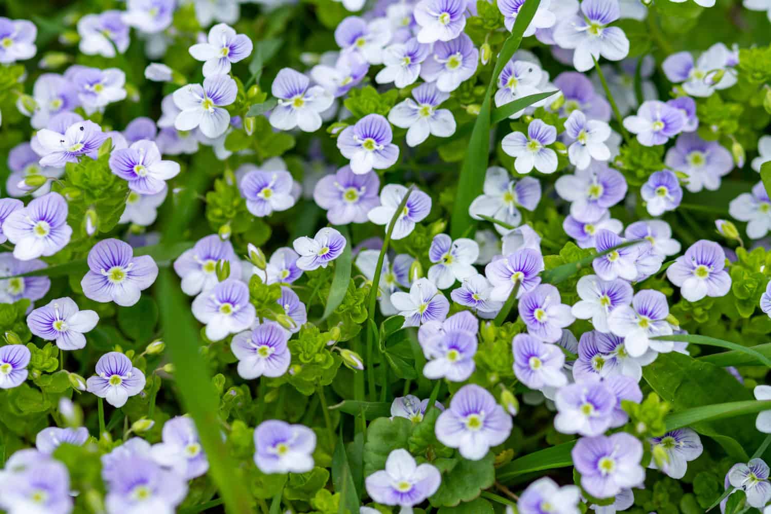 Blooming white petals of a speedwell plant