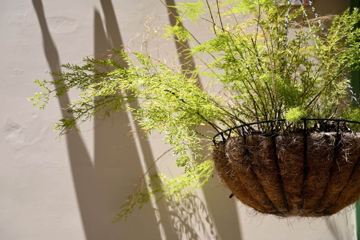 Sphagnum Moss hanging planter with an asparagus fern plant.