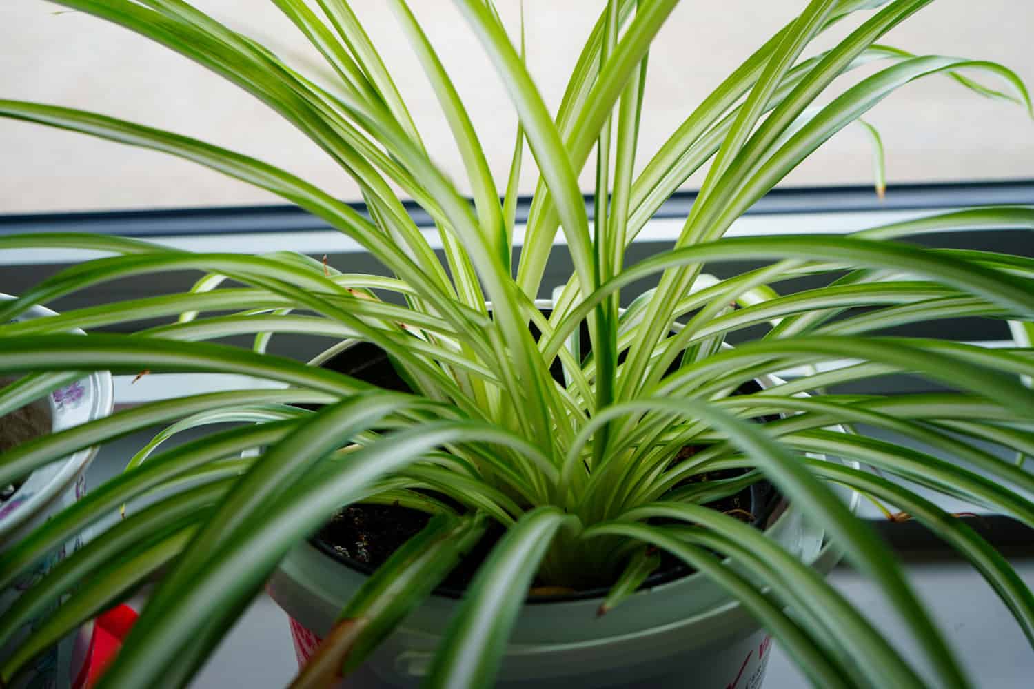 A healthy spider plant placed on the window sill