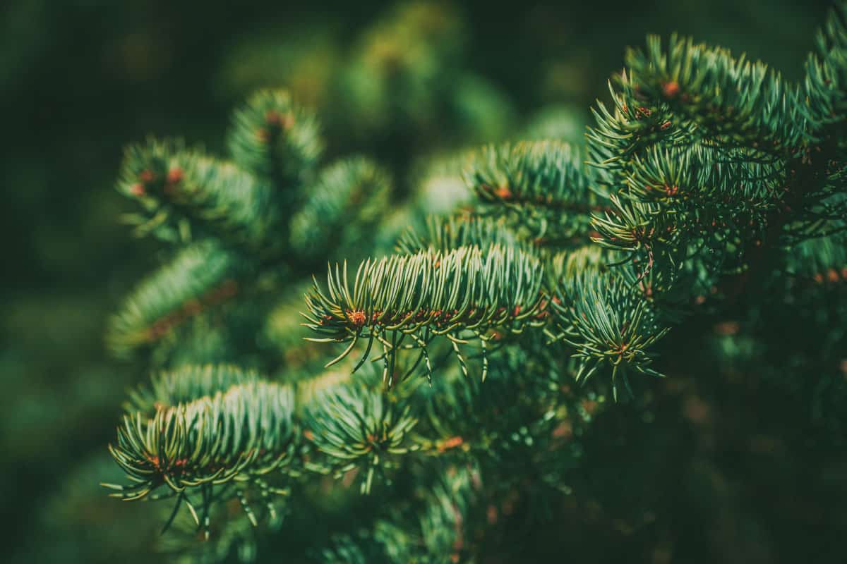 Spruce branch. Beautiful branch of spruce with needles, Christmas tree in nature