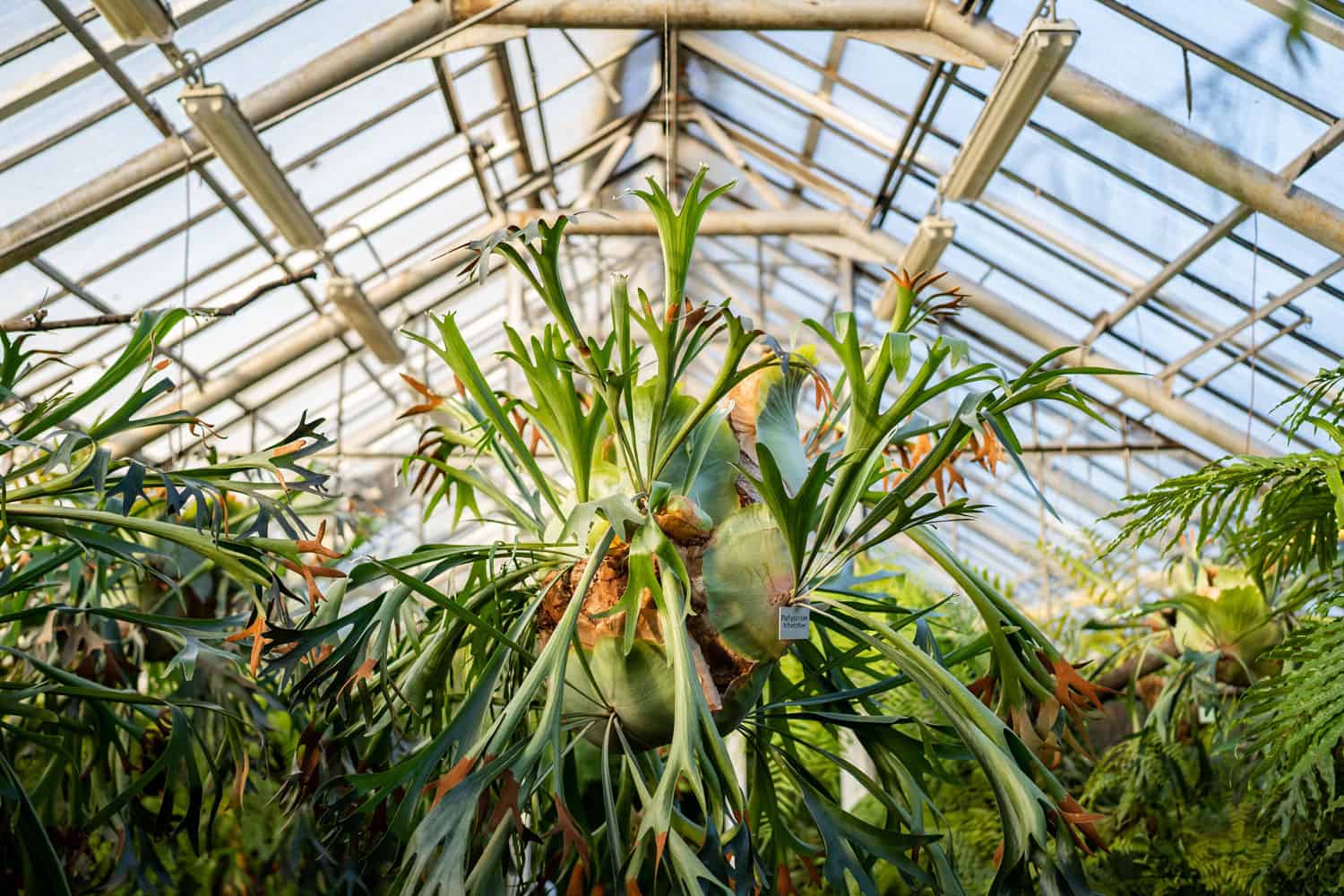 A huge and blooming staghorn in a greenhouse