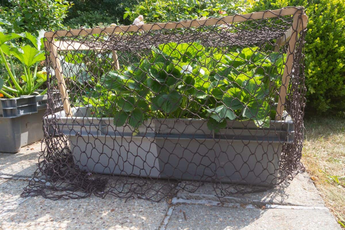 Strawberry plants in a vegetable garden with a net as protection against birds