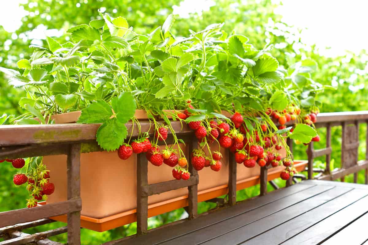 Strawberry plants with lots of ripe red strawberries in a balcony railing planter