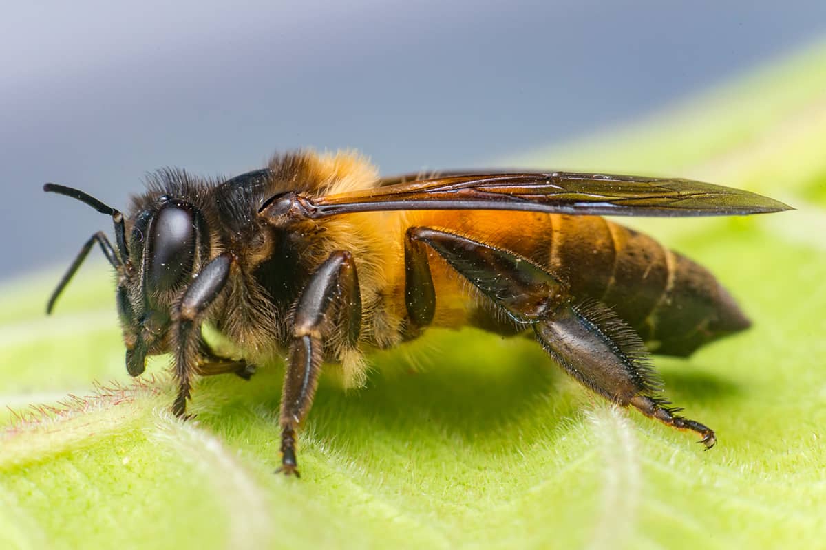 Strong stingless male drone giant honey bee