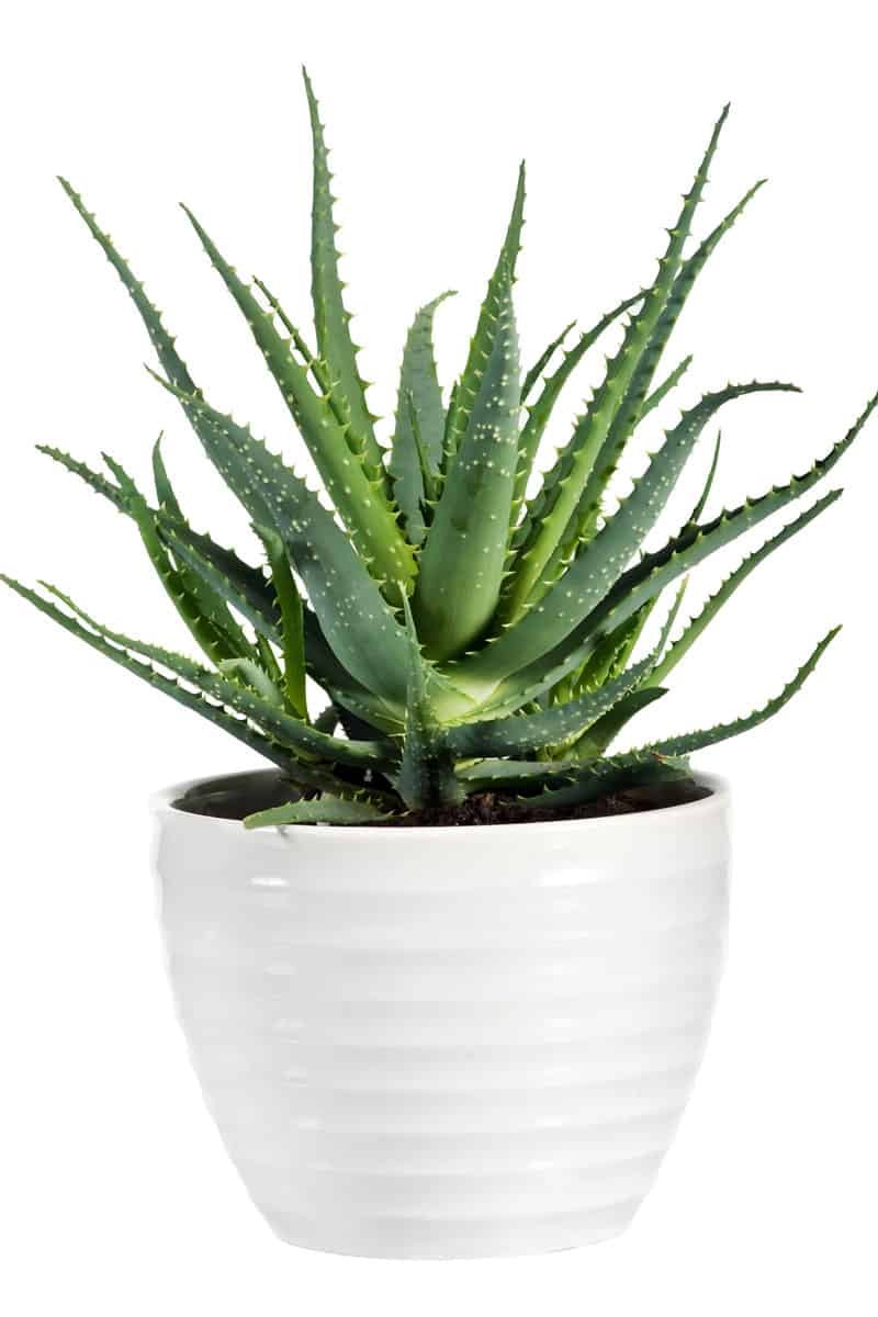 Succulent Aloe Vera Plant on White Pot Isolated on White Background.