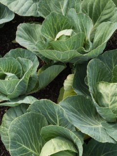 Summer cabbages grown in a raised bed on an allotment, ready for harvesting., Are Brassicas Heavy Feeders? [& Care Tips]