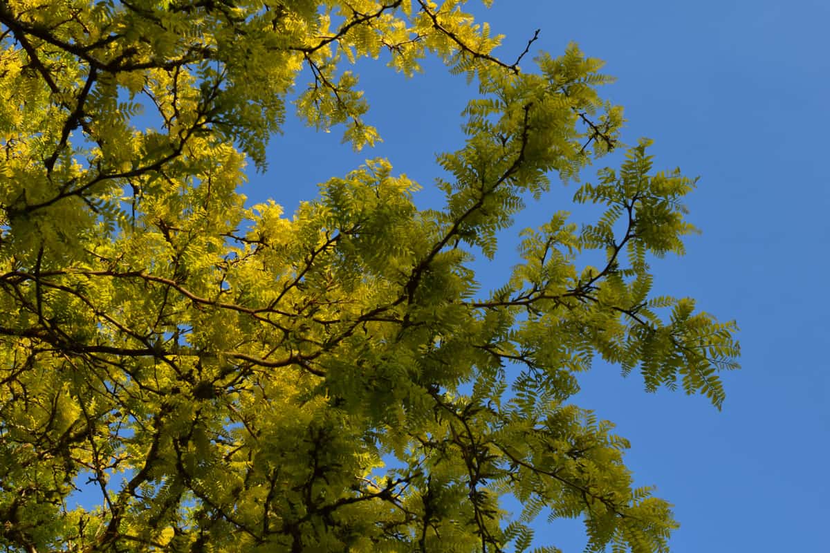 Sunburst Honey Locust tree with yellow leaves