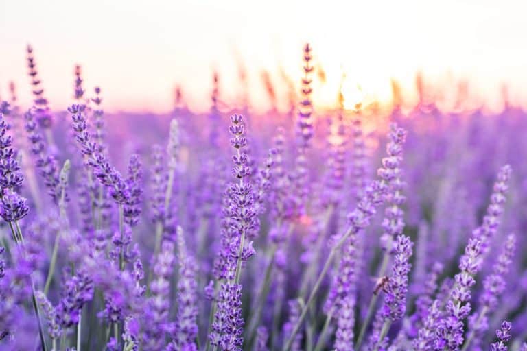Sunset over a violet lavender field .Valensole lavender fields, Lavender In Planters: Complete Guide To Care