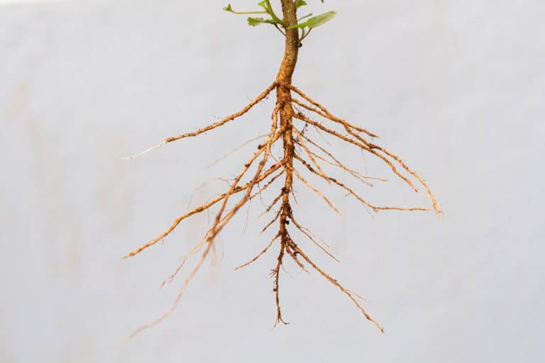 Taproot system of a plant against white background, How Long Should Taproot Be Before Planting?