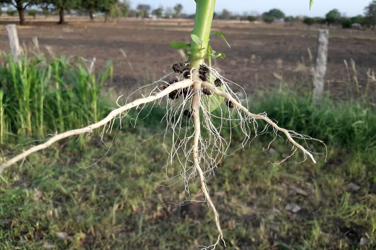Taproot system. Primary roots that grow downward and secondary roots that branch out to the side