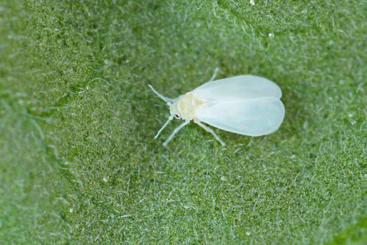 The glasshouse whitefly or greenhouse whitefly - Trialeurodes vaporariorum.