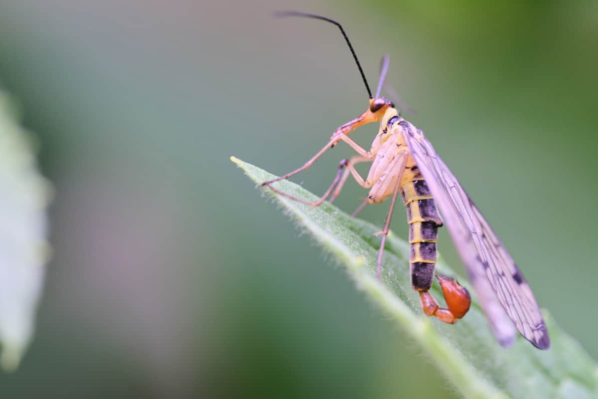 The macro of common scorpionfly (Panorpa communis) on leaf