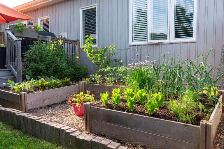 This small urban backyard garden contains square raised planting beds for growing vegetables and herbs throughout the summer.