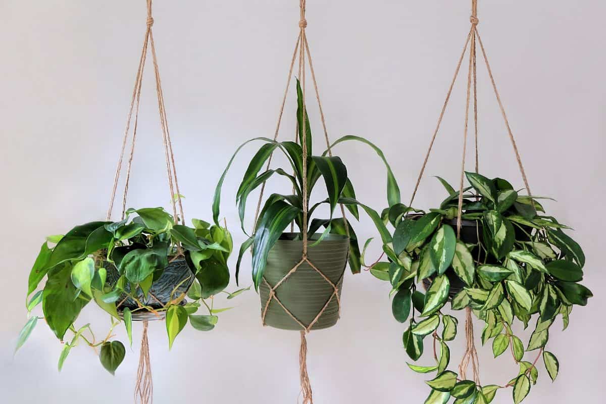 Three jute twine macrame plant hangers hanging from a metal pole. They are holding pots with plants in them.