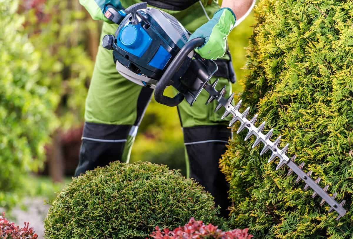 Thujas trees green wall shaping with gasoline hedge trimmer scaled