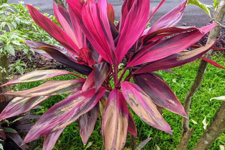 Ti plant or Cordyline fruticosa as a remedy for constipation, Outdoor Cordyline Leaves Turning Brown - What To Do