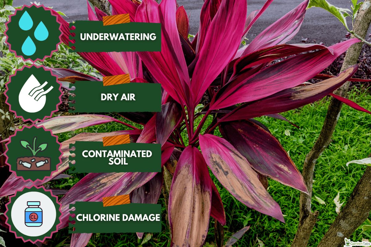 Ti plant or Cordyline fruticosa as a remedy for constipation, Outdoor Cordyline Leaves Turning Brown - What To Do