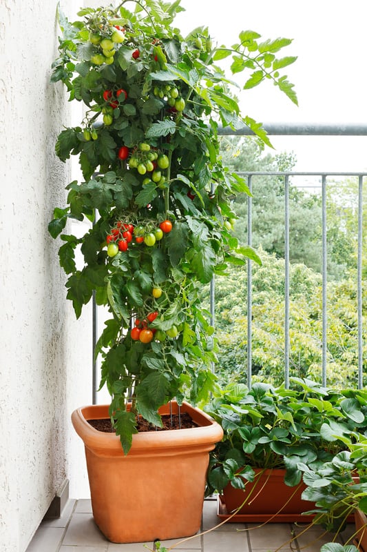Green and red tomatoes in a pot