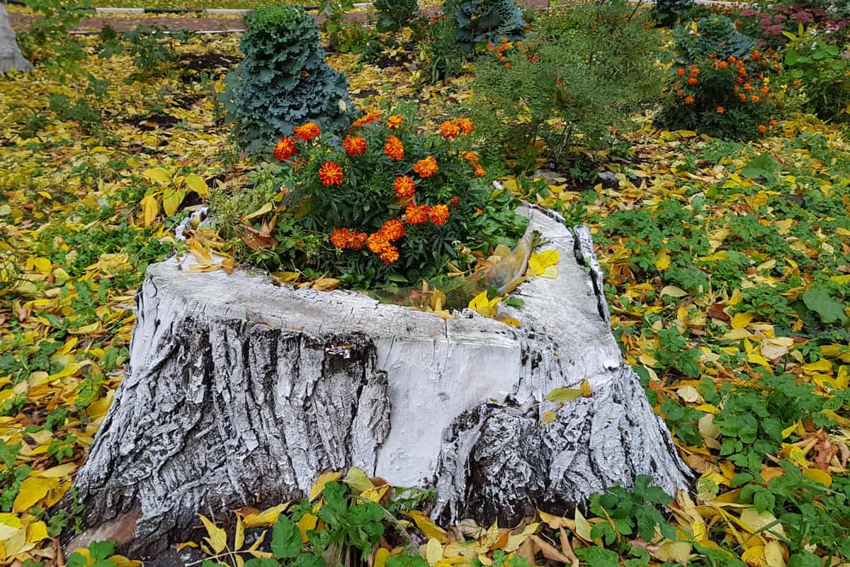 Tree stump used as a decorative flower pot