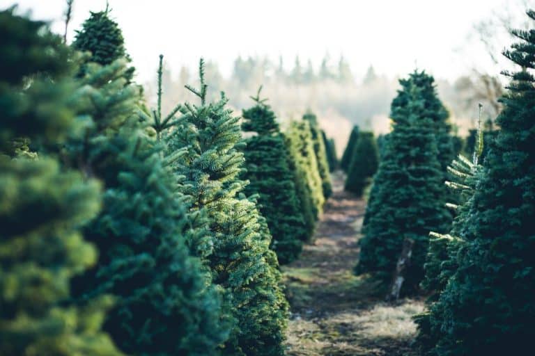 Trees in Rows at a Christmas Tree Farm. - Do Fir Tree Branches Grow Back?