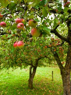 Trees with red apples in an orchard, How Much Do Apple Trees Cost