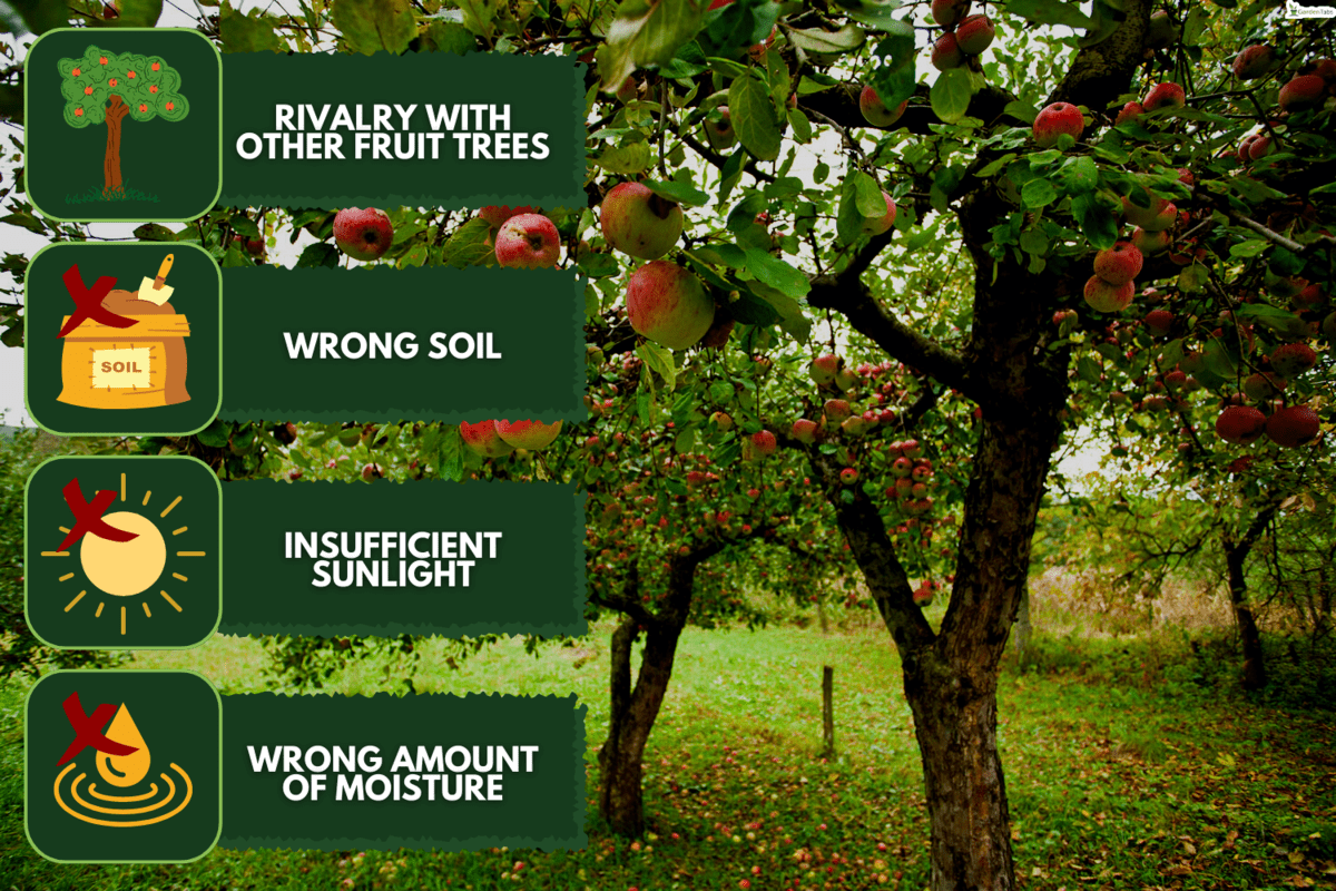 Trees with red apples in an orchard, How Much Do Apple Trees Cost