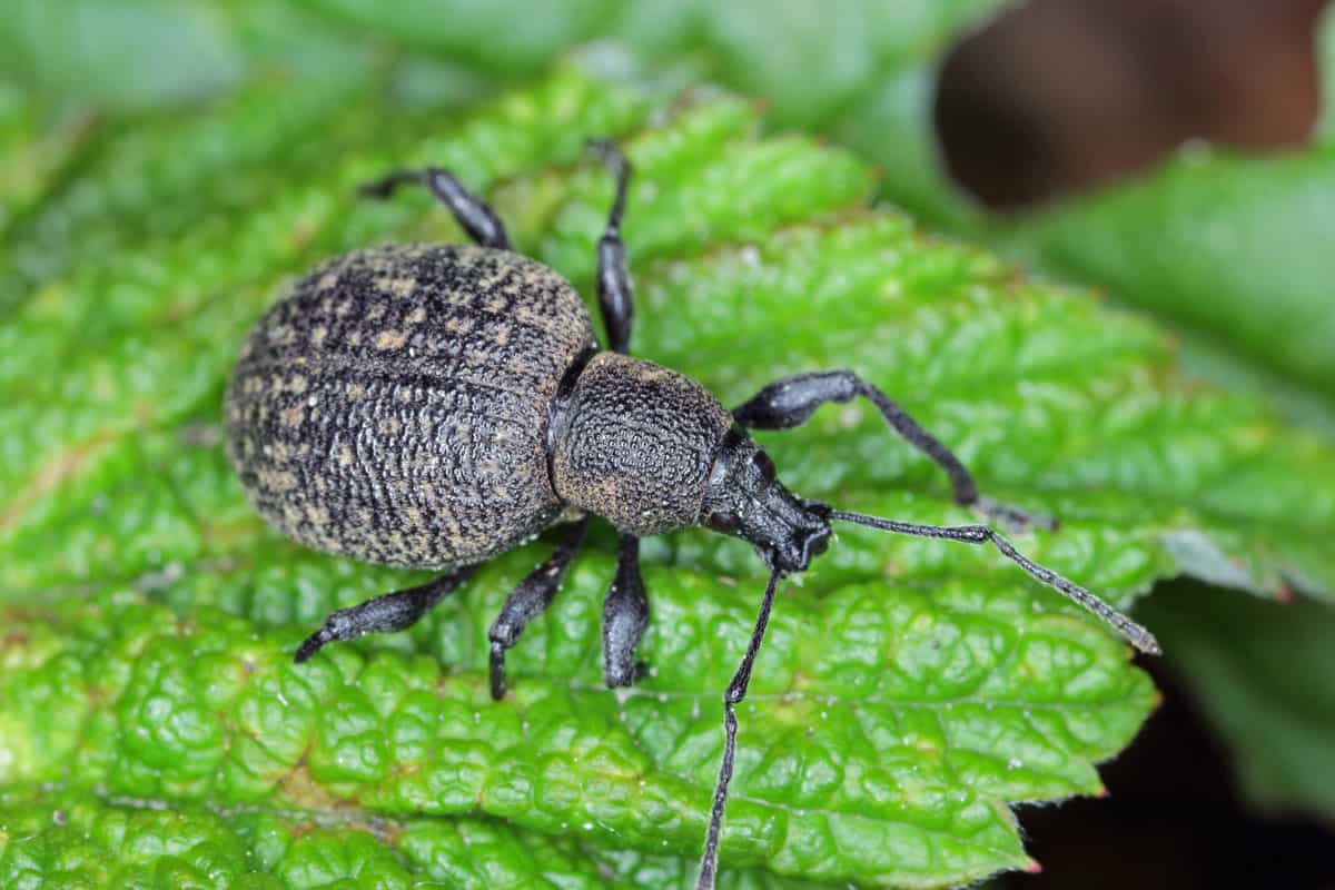 Up close photo of a Vine Weevil on a leaf