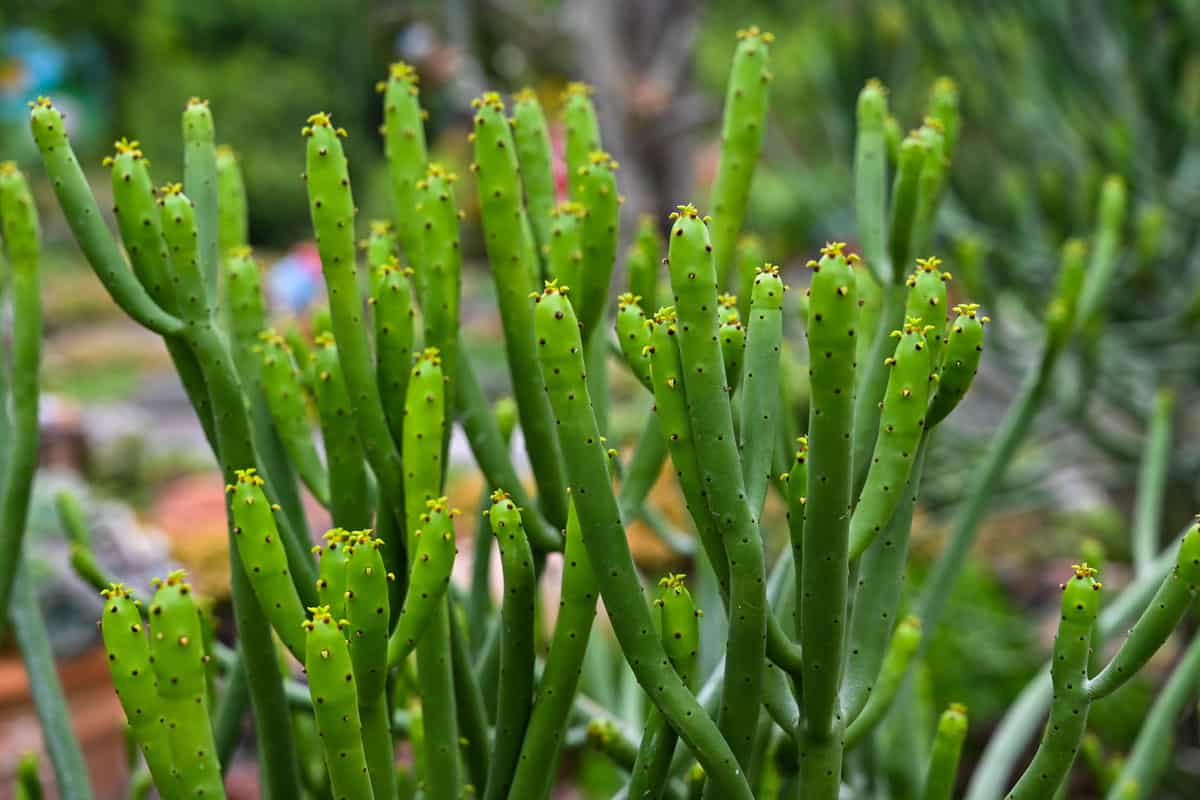 Up close photo of a mistletoe cactus