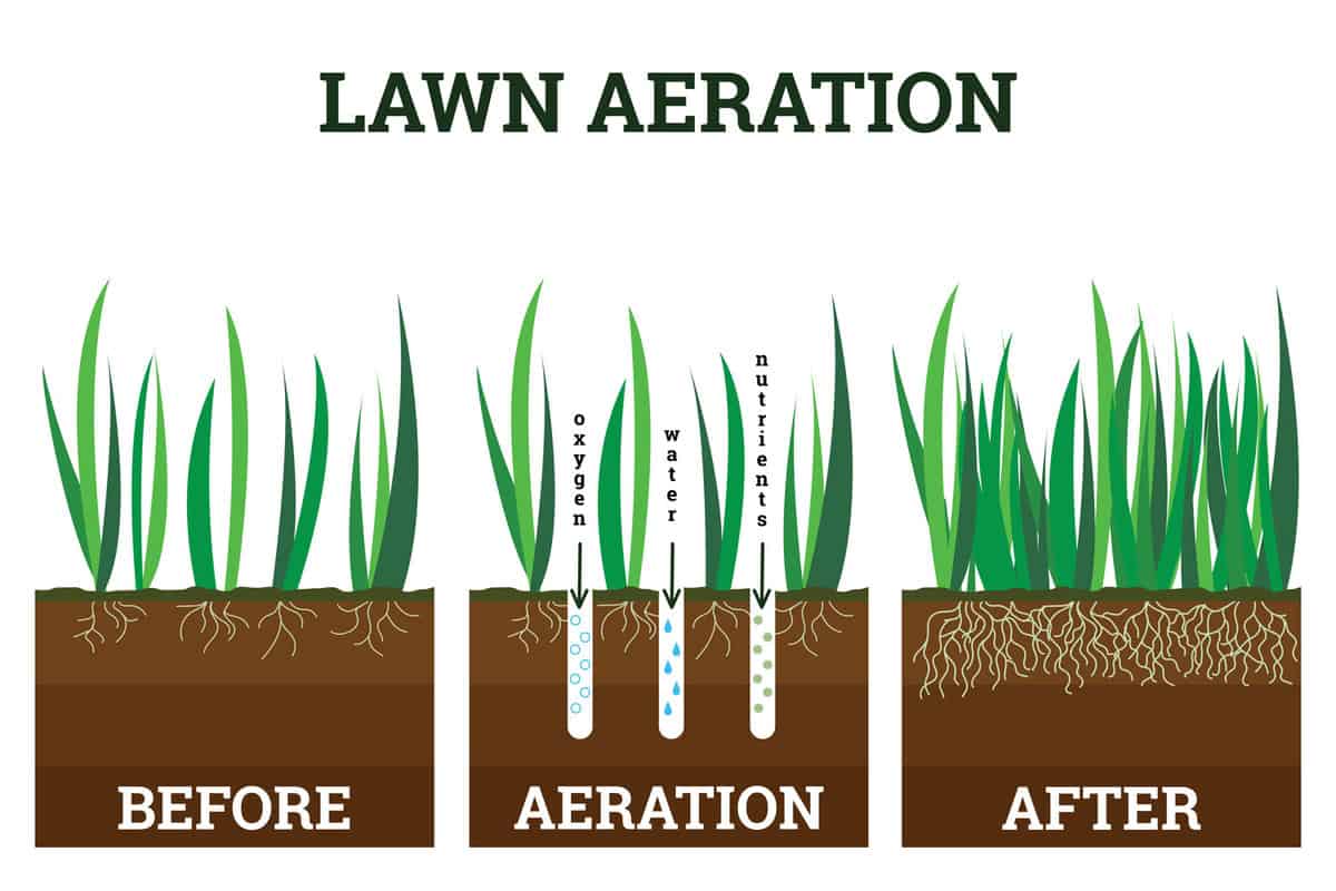 Vector illustration of stages lawn aeration