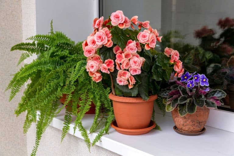 Various home plants in pots on the windows, What Is The Best Compost For Begonia Corms? [Ingredients Explored]